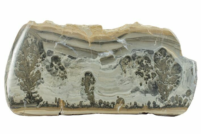 Triassic Aged Stromatolite Fossil - England #256759